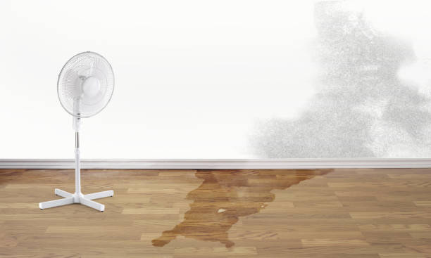 Best Mold removal after water damage  in Saint Davids, PA